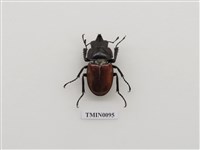 藏品(紅圓翅鍬形蟲)的圖片